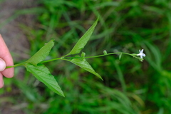 Priva flabelliformis