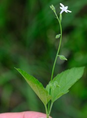 Priva flabelliformis