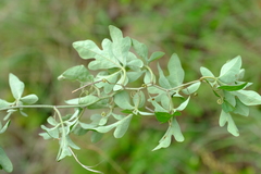 Adenia digitata