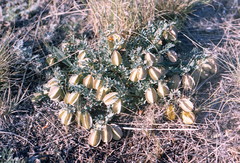 Zygophyllum pinnatum