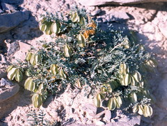Zygophyllum pinnatum