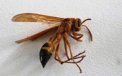 Agelaia constructor