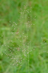 Tricholaena monachne
