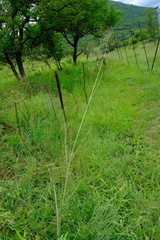 Tricholaena monachne