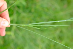 Tricholaena monachne