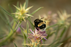 Bombus terrestris