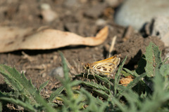 Hylephila fasciolata