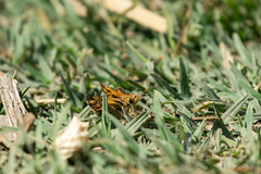 Hylephila fasciolata