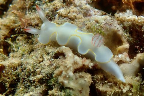 Thorunna africana — seen at this dive site