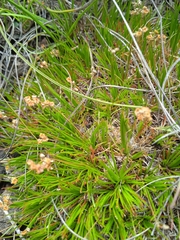 Psammotropha myriantha
