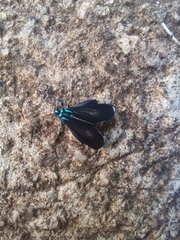 Uranophora terminalis