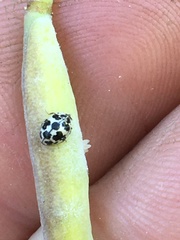Psyllobora picta