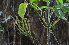 Chamaedorea tepejilote image