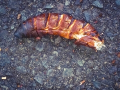 Abantiades atripalpis