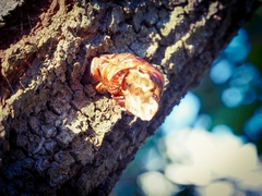 Abantiades atripalpis