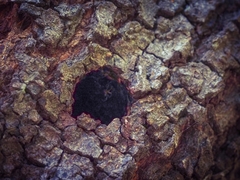 Abantiades atripalpis