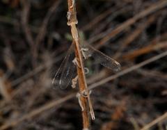 Lestes pallidus