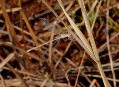Lestes pallidus