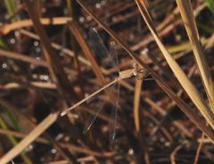 Lestes pallidus