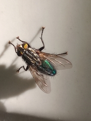 Sarconesia chlorogaster