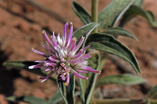 Gomphrena haenkeana (Gomphrena haenkeana)