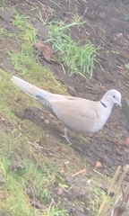 Streptopelia decaocto