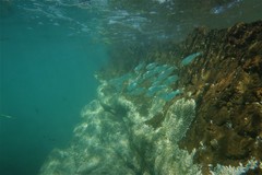 Aldrichetta forsteri