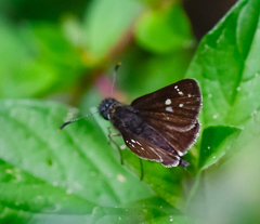 Dardarina angeloi angeloi