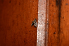 Cryptocosma perlalis