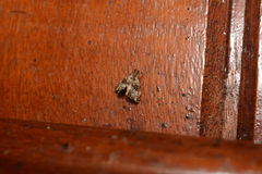 Cryptocosma perlalis