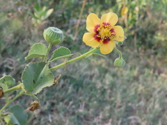 Abutilon hirtum
