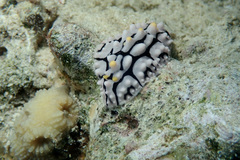Phyllidia multifaria