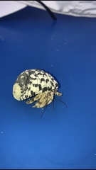 Coenobita scaevola