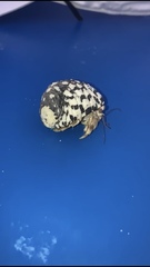 Coenobita scaevola