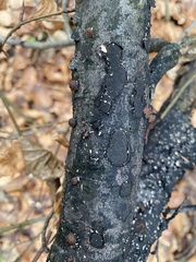 Biscogniauxia nummularia