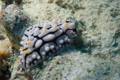 Phyllidia multifaria