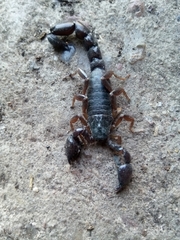 Bothriurus bonariensis