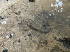 Macrobrachium malayanum