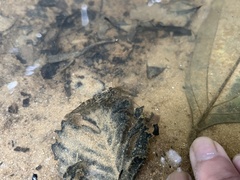 Macrobrachium malayanum