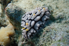 Phyllidia multifaria