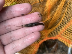 Macrobrachium malayanum