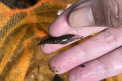 Macrobrachium malayanum