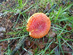 Amanita muscaria