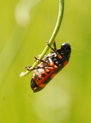 Cercopis intermedia