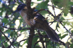 Pomatorhinus superciliaris