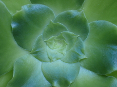 Aeonium canariense image