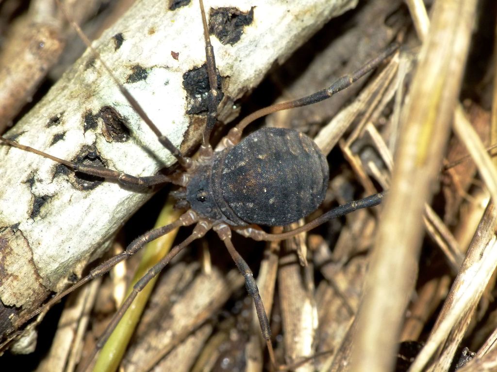Eumesosoma roeweri