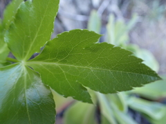 Athamanta cervariifolia image