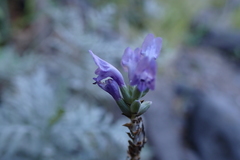 Lavandula buchii image