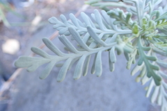 Lavandula buchii image